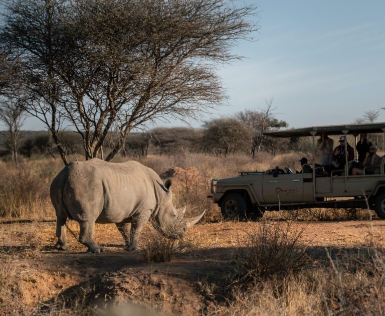 Safari met neushoorn in Namibië, Safari avec des rhinocéros en Namibie