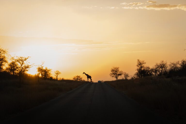Girafe Namibie