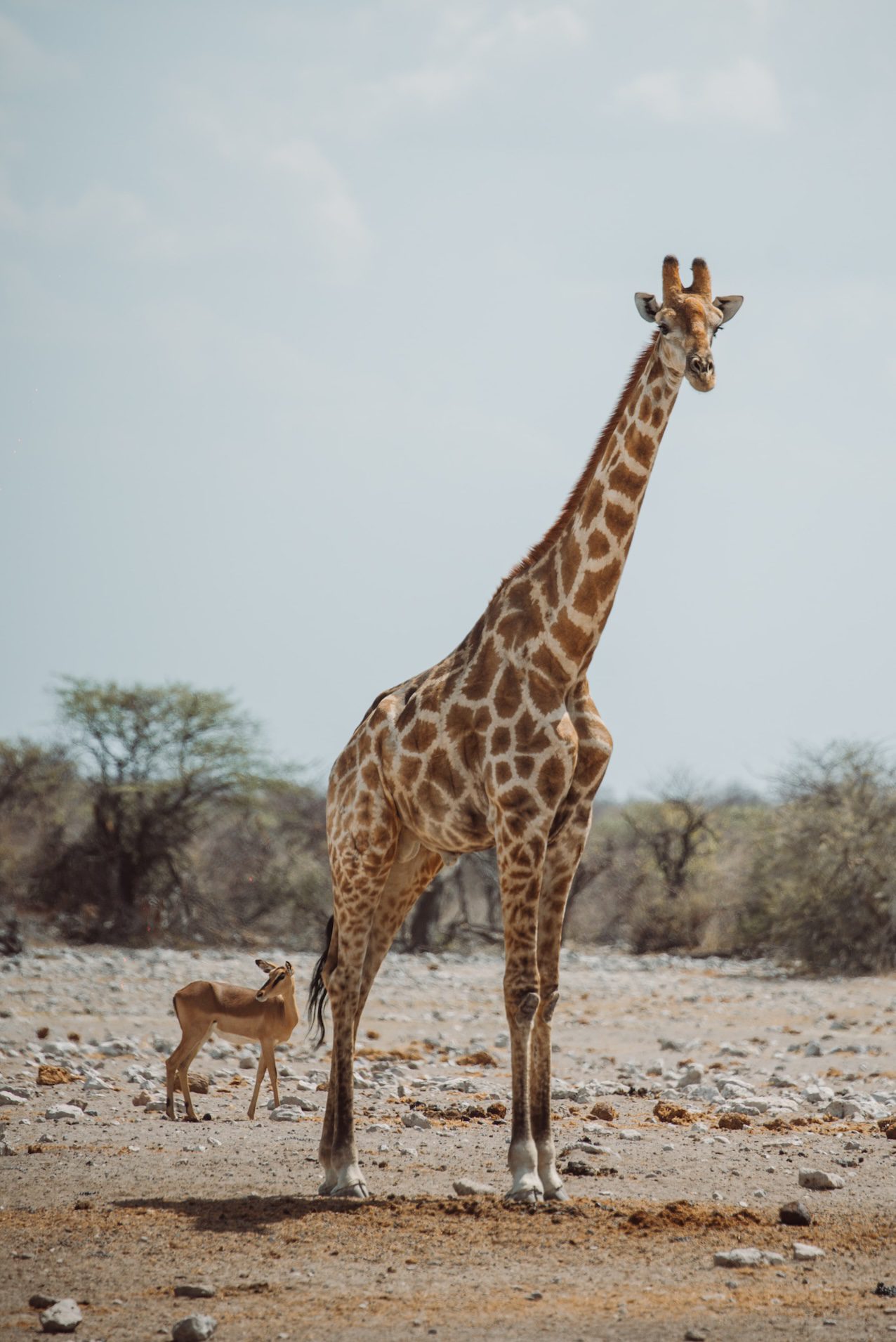 Namibia-Giraffe