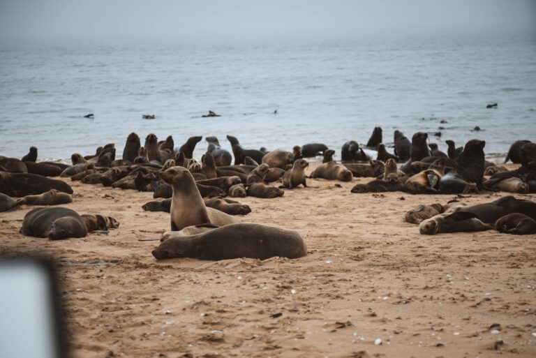 See lions Namibia