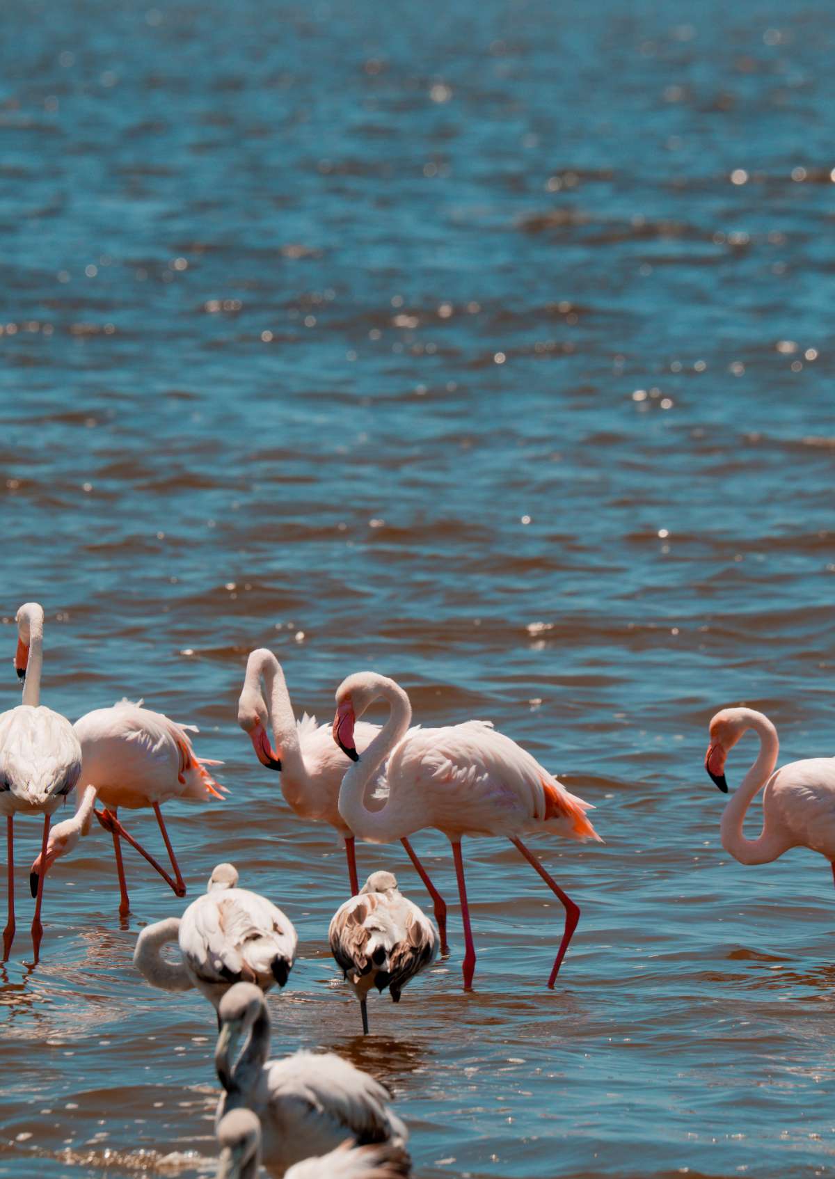 Flamands roses, Namibie