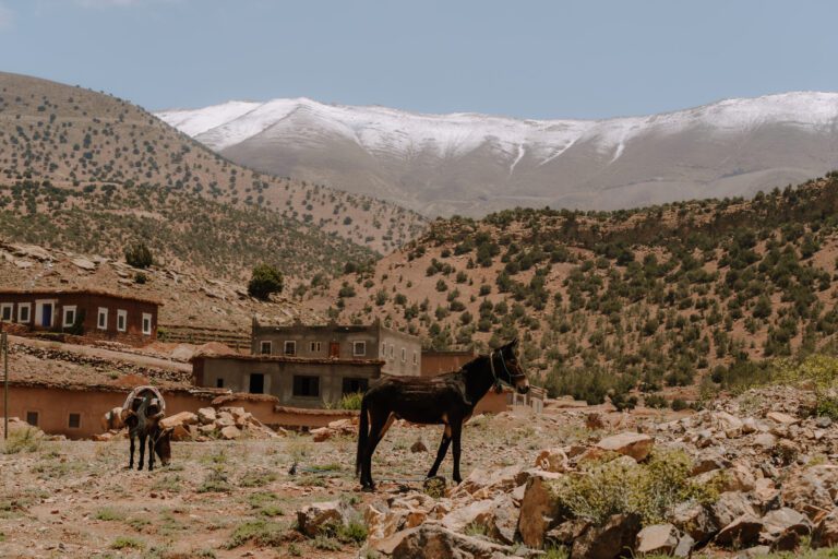 Mules pour le transport de bagage sur l'atlas trail