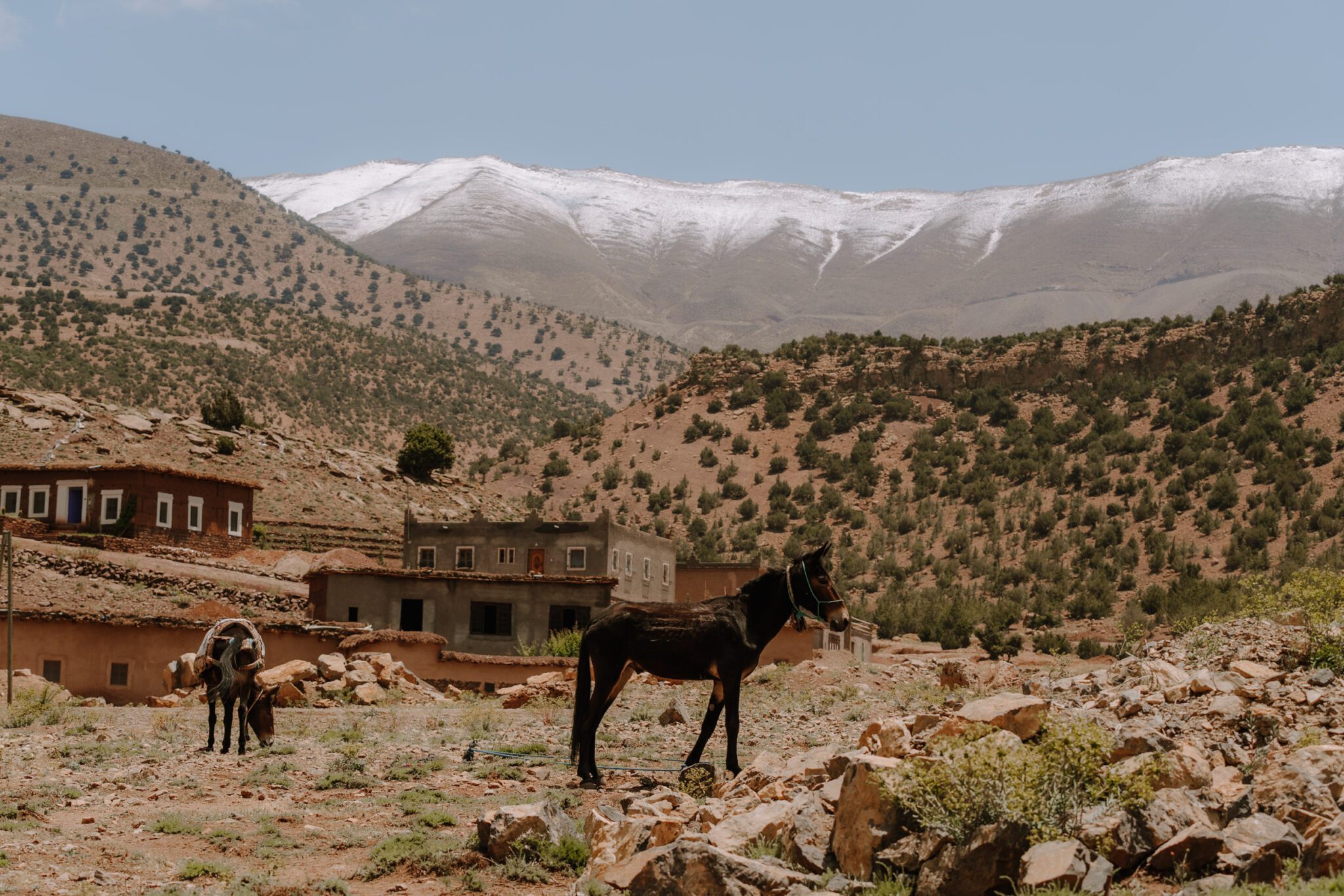 Mules pour le transport de bagage sur l'atlas trail