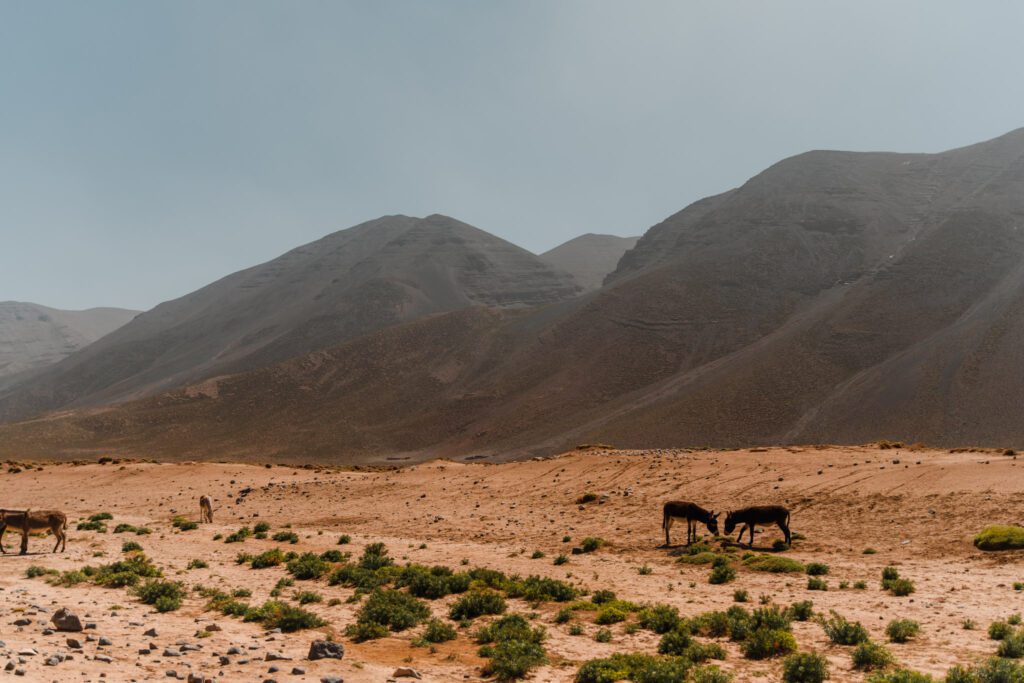 Mules au maroc dans l'atlas avec vue sur les montagnes