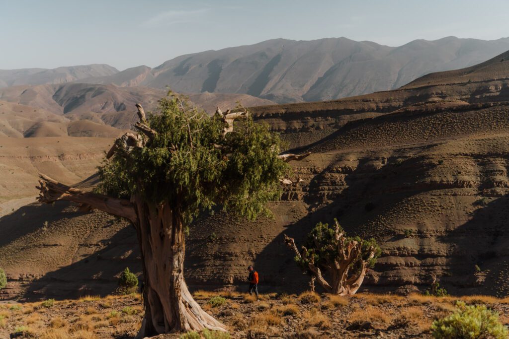 Arbre typique de l'atlas central au Maroc