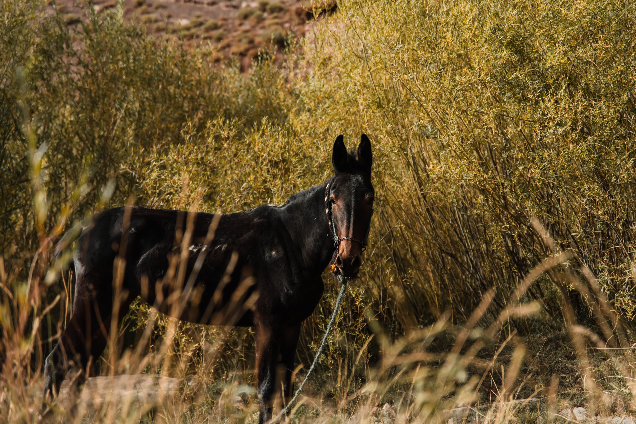 Mule pour le transport de bagage au Maroc dans l'Atlas