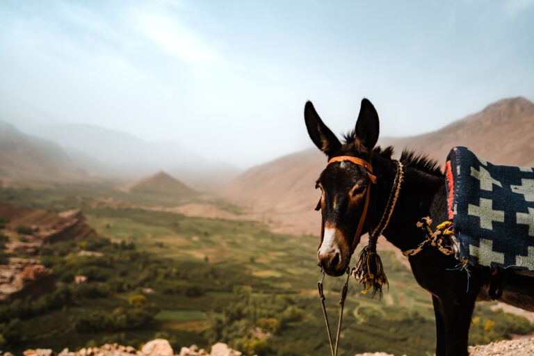 Une mule dans le désert au Maroc sur la vallée heureuse Ait bouguemez