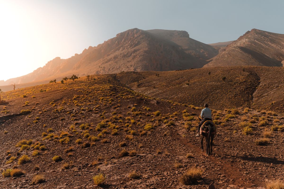 Un local sur une mule dans l'atlas au couché du soleil pendant l'atlas trail au Maroc