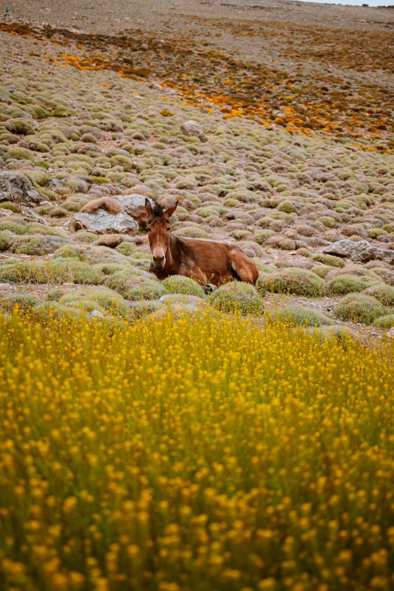 Mule pour le transport de bagage au maroc