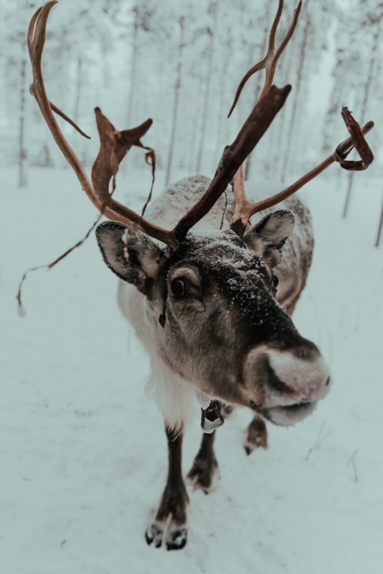 Lapland Reindeer