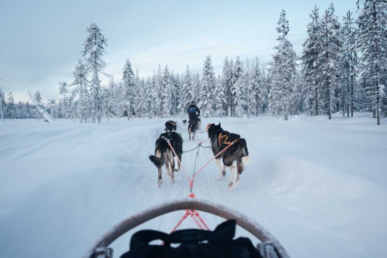 dog sledding