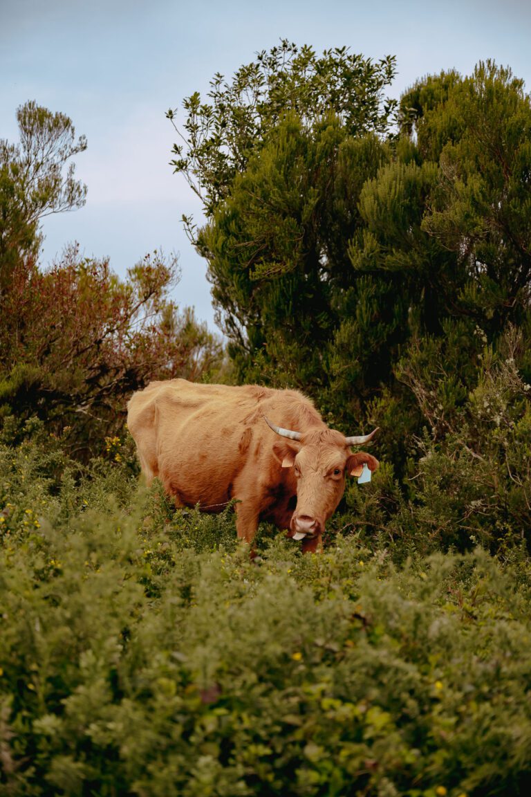 Fauna op Madeira - Fauna op Madeira - Fauna op Madeira - Wildlife op Madeira