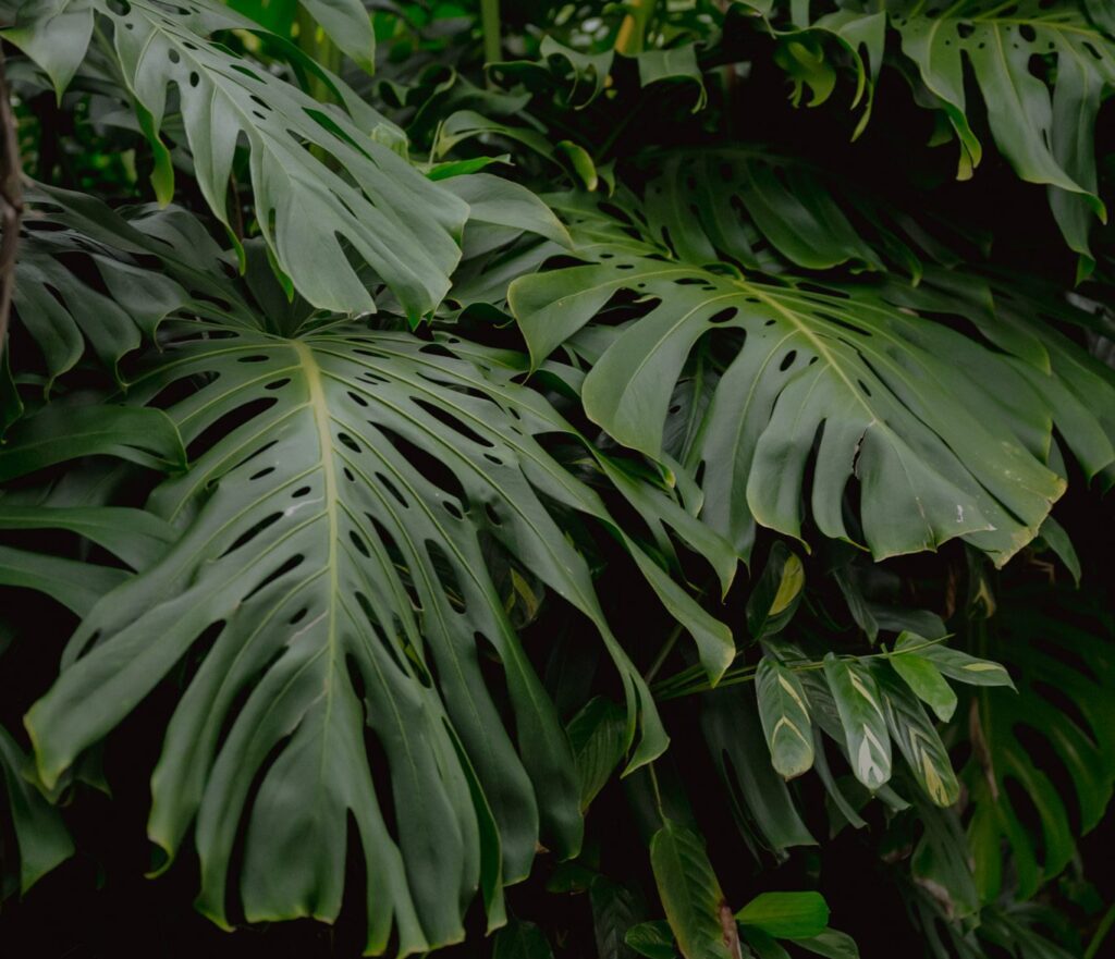 Pflanzen Madeira - Plantes Madère - Plants Madeira - Planten Madeira