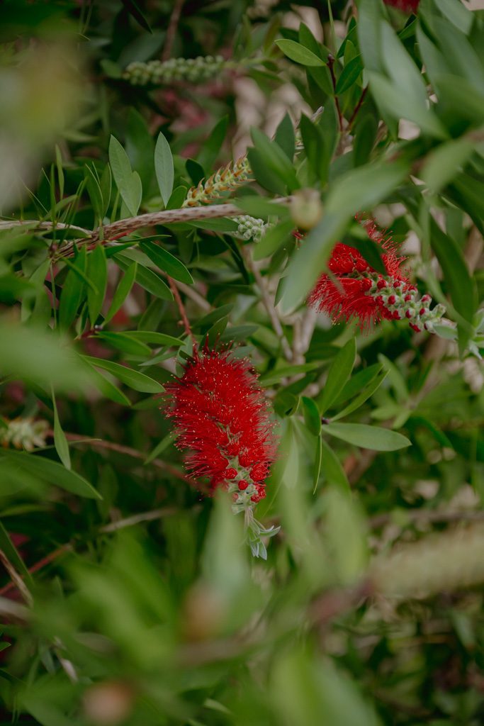 Wandern Madeira Blumen