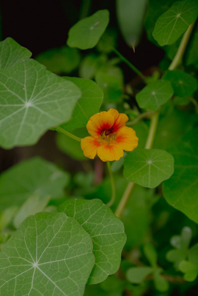 Wandern Madeira Blumen