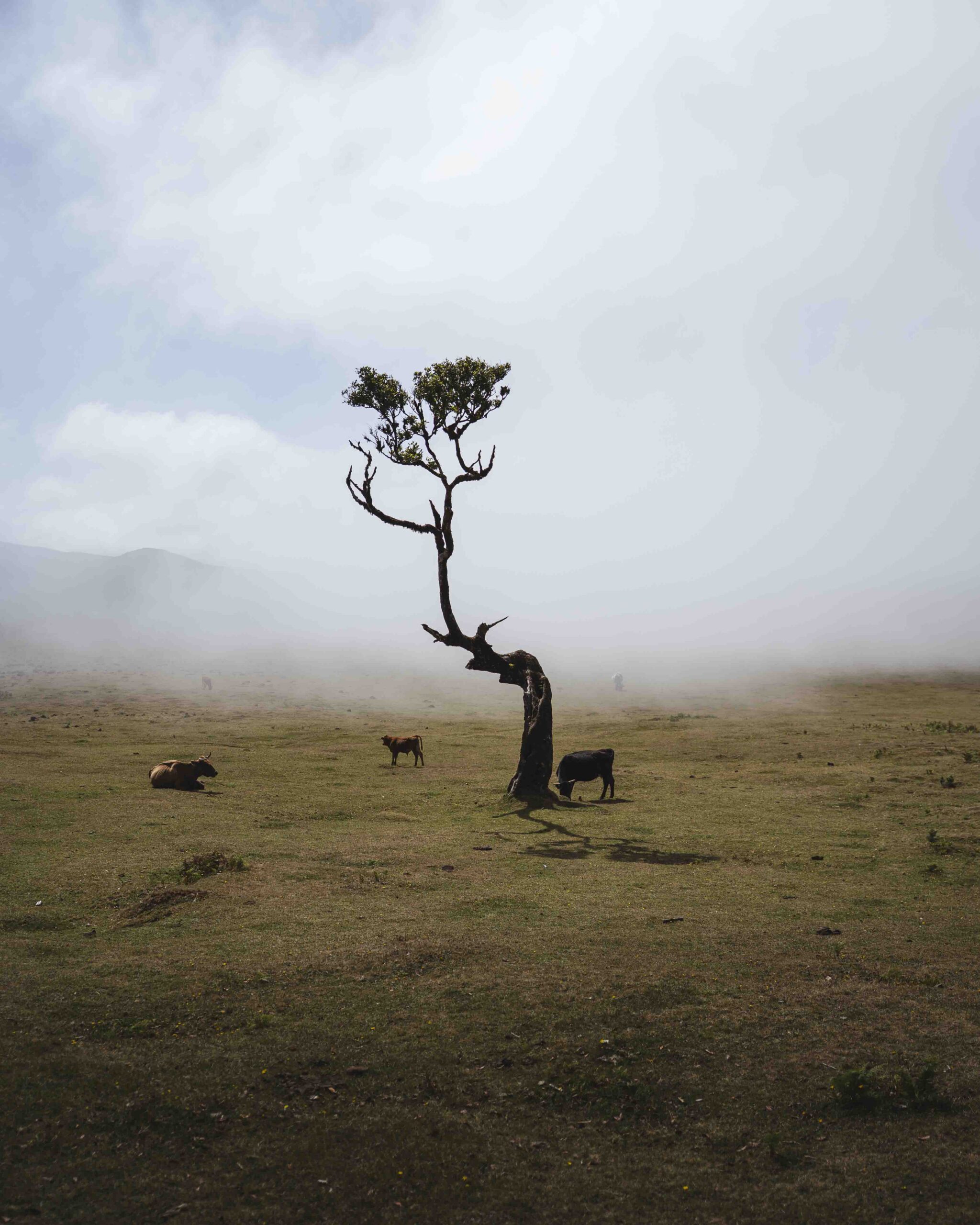 Wandelroutes op Madeira