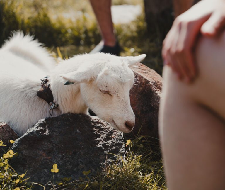 goat - Kayaking - Norway fjord - hiking in Norway - kayaking - from Brussels airport
