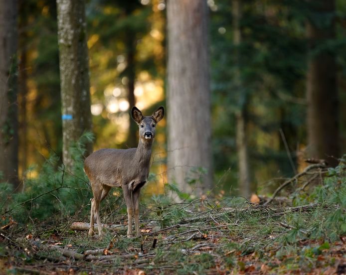 Hertje in de bossen in Drenthe