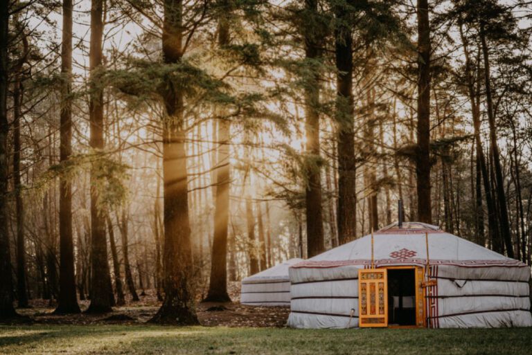 Yurt in de drentse bossen