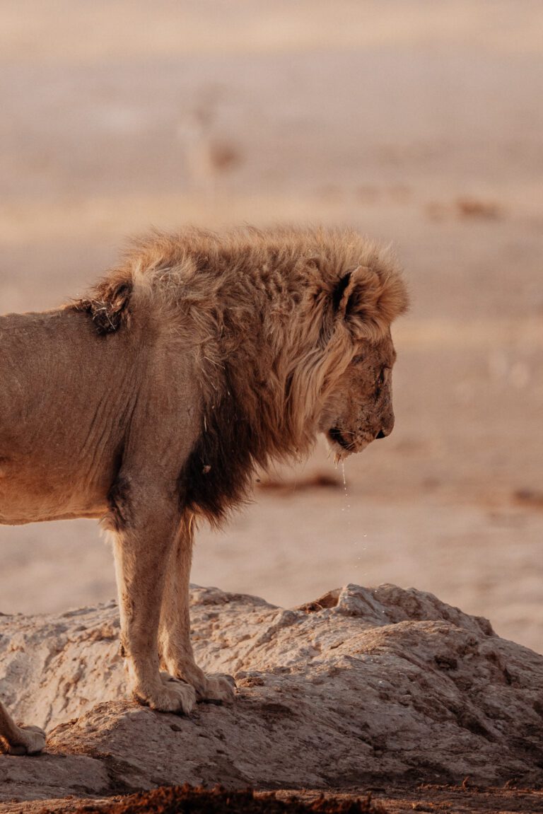 groepseis namibië - rondreis namibie - roadtrip namibie