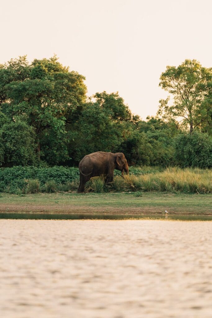 Groepsreis Sri Lanka
