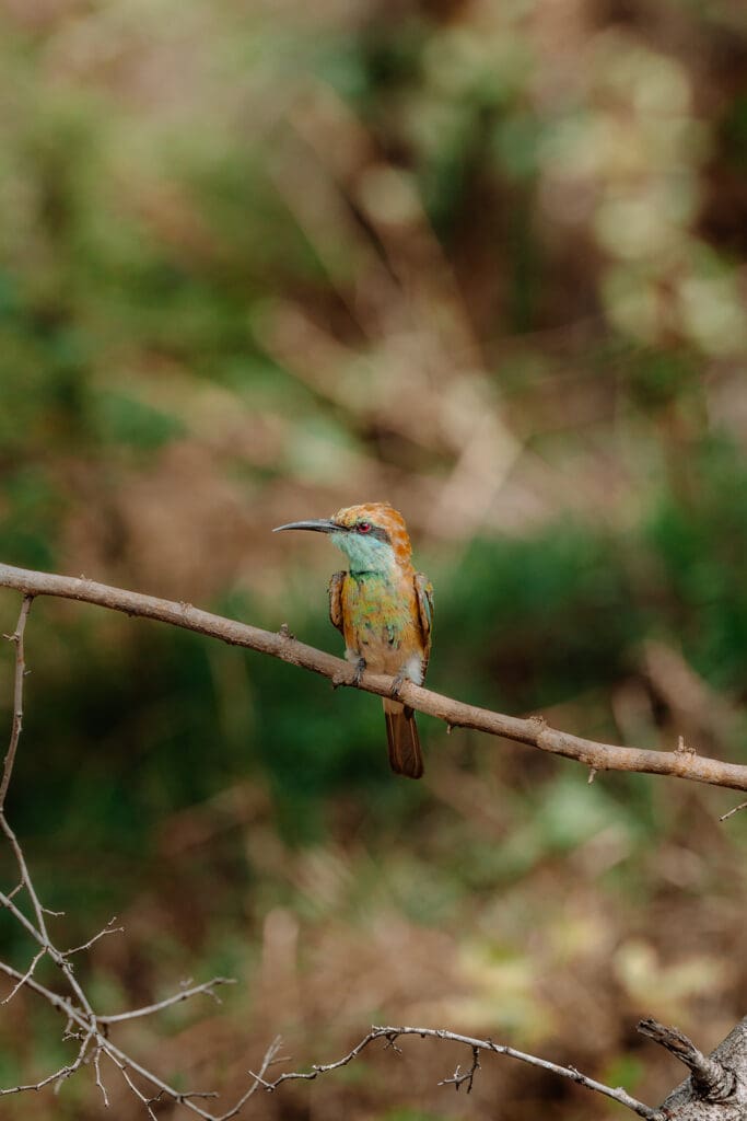 Groepsreis Sri Lanka
