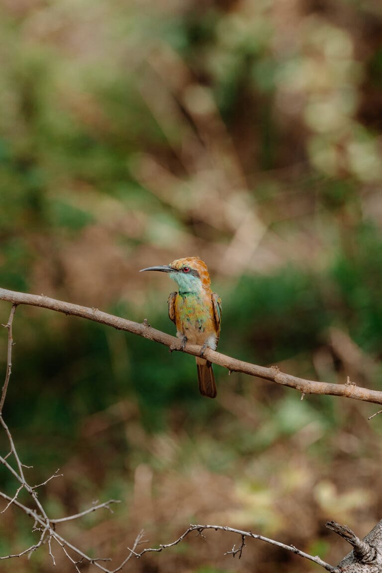 Groepsreis Sri Lanka