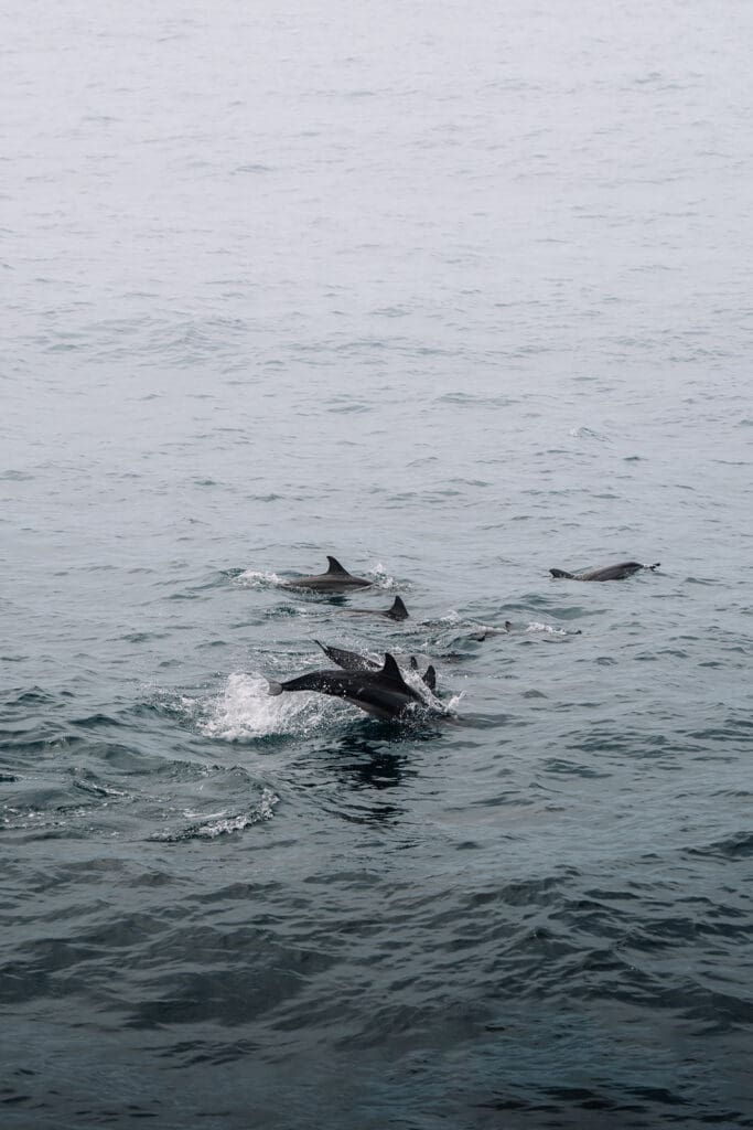 Groepsreis Sri Lanka