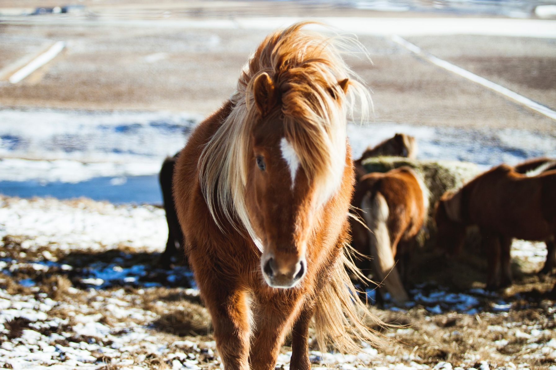 Groepsreis IJsland - rondreis ijsland - Beste reistijd Noord-ijsland