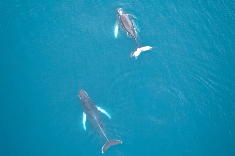 Groepsreis IJsland - rondreis ijsland - Beste reistijd Noord-ijsland