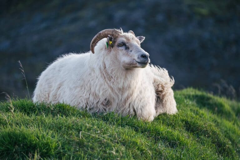 Groepsreis IJsland - Huttentocht IJsland - Wandelreis IJsland