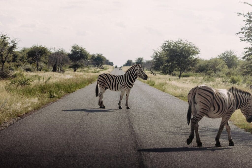 Goepsreis in Namibië - Solo reis in Namibië - Zebra's in Namibië