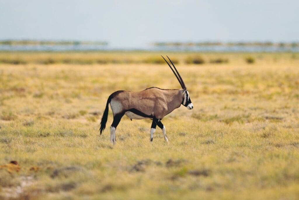 Goepsreis in Namibië - Solo reis in Namibië - springbok Namibië
