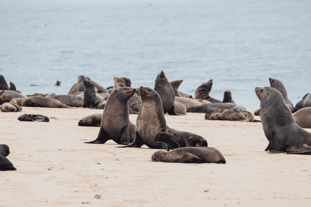 Groepsreis in Namibië - Solo reis Namibië - Zeeleeuwen in Namibië