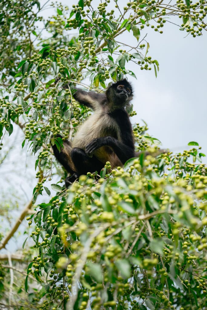 Groepsreis Guatemala - 14 daagse doorreis Guatemala - Vakantie in Guatemala - soloreizen Guatemala - Tikal - wildlife Guatemala - apen in Guatemala