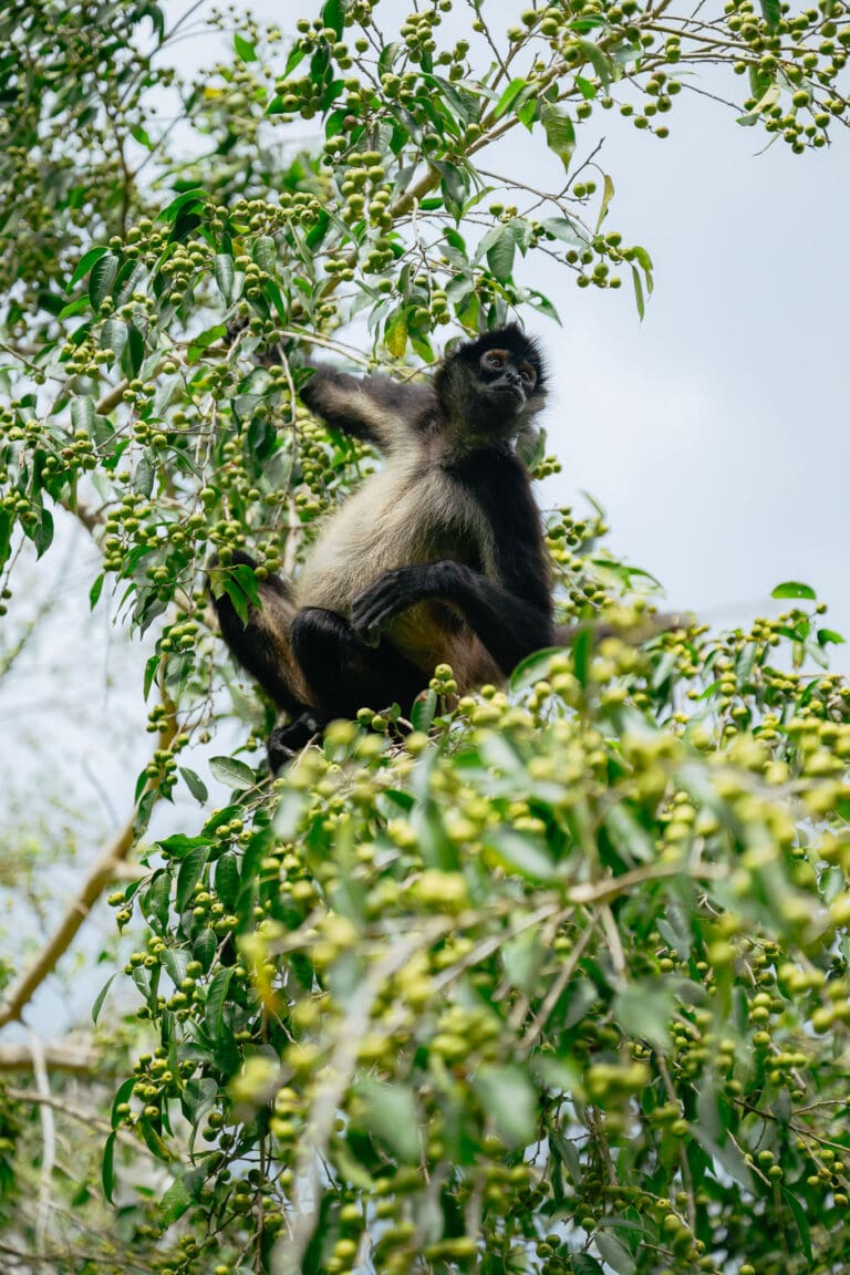 Groepsreis Guatemala - Acatenango-vulkaan Guatemala - hike Guatemale - Soloreizen Guatemala - Activiteiten Guatemala - vakantie in Guatemala - doorreis Guatemala