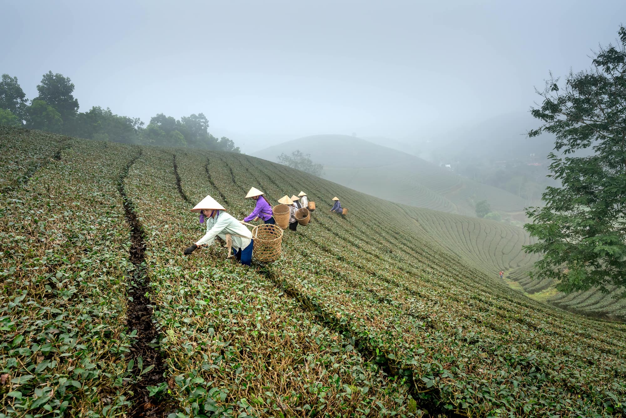 Groepsreis Vietnam - Rondreis Vietnam - Rondreis in 3 weken - Beste reistijd Vietnam: alles over het klimaat en de ideale reismaanden