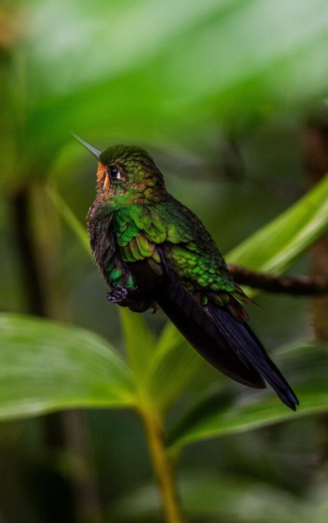 Groepsreis Costa Rica - Tweewekse Costa Rica reis- Avontuurlijk Costa Rica