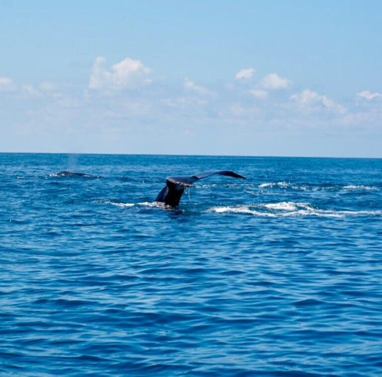 Groepsreis Costa Rica - Tweewekse Costa Rica reis- Avontuurlijk Costa Rica