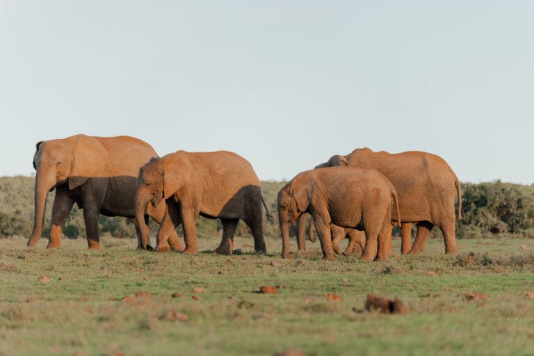Groepsreis Zuid-Afrika - Rondreis Zuid-Afrika - Zuid-Afrika Soloreis