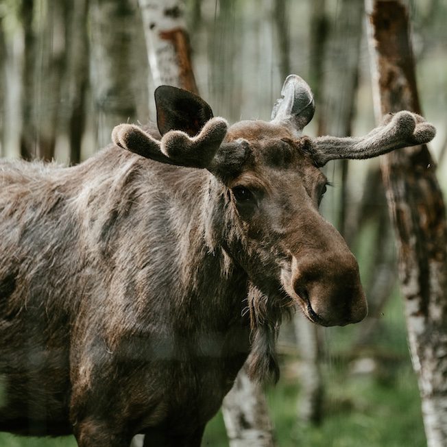 Groepsreis Nordic Woods - Groepsreis Glamping Zweden - Groepsreis glamping - Groepsreis Zweden