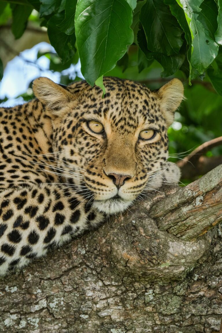 Groepsreis Tanzania - rondreis Tanzania - WeAdventures Tanzania