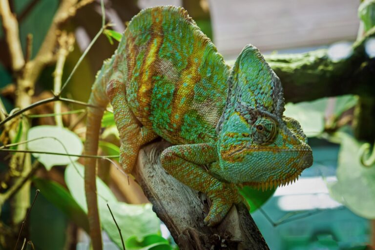 Rondreis Madagascar- groepsreis Madagascar