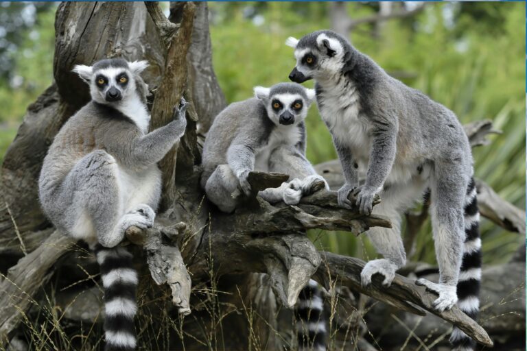 Rondreis Madagascar- groepsreis Madagascar