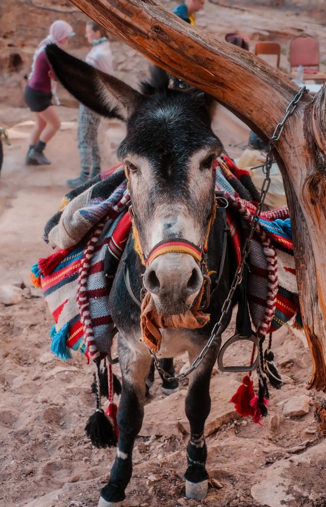 Jordan Trail hiking Jordan