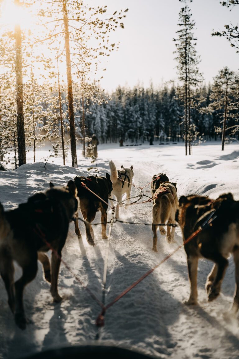 Safari en traîneau à chiens en Laponie